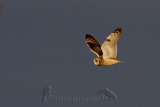   Short-eared Owl (Asio flammeus flammeus)
